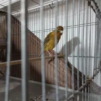 قناری نر و ماده