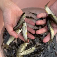 بچه ماهی آمور درشت