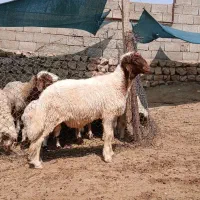 بره قوچ ورن سنجابی دست و پا بلند و کشیده
