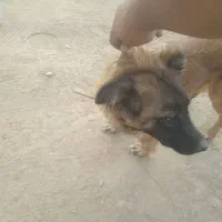 فروش سگ گله ای و نگهبان