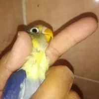 جوجه کوتوله و جوجه عروس هلندی