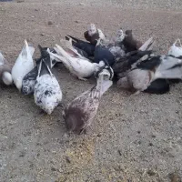 کفتر|پرنده|افشار, |دیوار