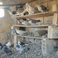 کبوتر پرشی وتزئینی|پرنده|تیران, |دیوار