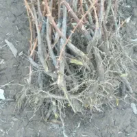 نهال زرشک پفکی