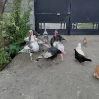 بوقلمون کیلویی 350|حیوانات مزرعه|لاهیجان, لفمجان|دیوار