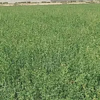 بذر یونجه رنجر