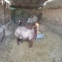 دو عدد شک ورن داشتی