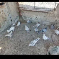 دسته 20تایی کفتر