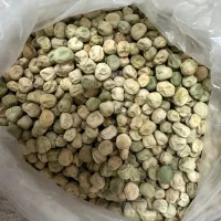 بذر نخود فرنگی وولف|خدمات باغبانی و درختکاری|گرگان, |دیوار