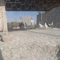 کفترها به فروشی هستن