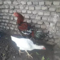 مرغ و خروس لاری