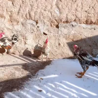 خروس لاری گلین محلی|حیوانات مزرعه|خسروشاه, |دیوار