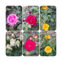 شاخه گل فروشی برای هدیه مناسبت ها