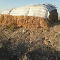 فروش یونجه درمشگین شهر|خدمات باغبانی و درختکاری|اردبیل, |دیوار