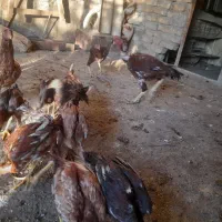 حیوانات مزرعه مرغ