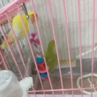 طوطی برزیلی زیبا شیتون