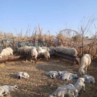 معاوضه‌با‌تراکتور