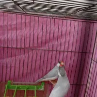 جفت نرگسی سلور شکلاتی روی تخم