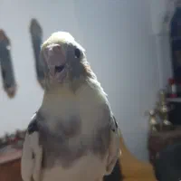 عروس هلندی رام و دستی