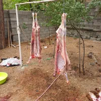 بهترین و کاملترین مجموعه گوسفند زنده گوشت قرمز|حیوانات مزرعه|تهران, فرمانیه|دیوار