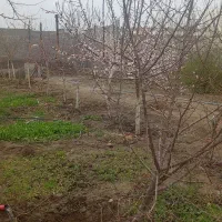 باغ ویلا۱۰۰۰متری کلاکوب باغستان گوهرهشتم