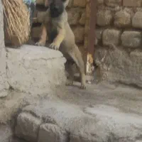 پاکوتا گوش تیز...