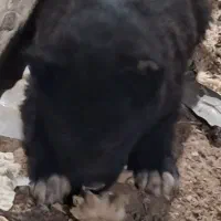 توله نر قدری جونی زیبا|سگ|برازجان, |دیوار