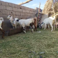 بزپاکستانی|حیوانات مزرعه|نگین کویر, |دیوار