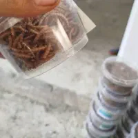 کرم میلورم خشک