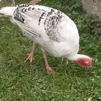 بقلمون محلی ارگانیک ماده کرچ شو