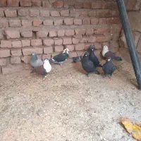 کبوتر|پرنده|نهبندان, |دیوار