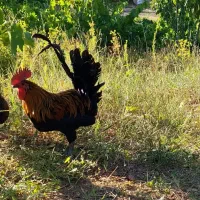خروس|حیوانات مزرعه|زنجان, |دیوار