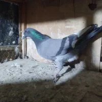 کفتر پلاکی شهرستانی