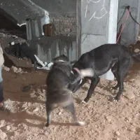 سگ خراسانی|سگ|بجنورد, |دیوار