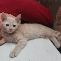 واگذاری شیرو