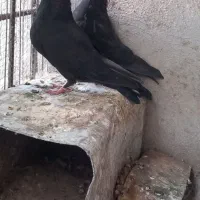 کفتر بازی کن