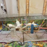 عروس پاریس هلندی|پرنده|اهواز, فتح|دیوار