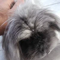 خرگوش|موش و خرگوش|اصفهان, رکن الدوله غربی|دیوار