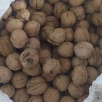 گردو تازه|خوردنی و آشامیدنی|قم, سید معصوم|دیوار