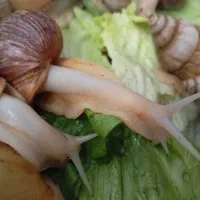 حلزون البینو|خزنده|قم, نیروگاه|دیوار