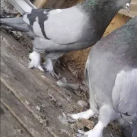 کب وتر عتیقه