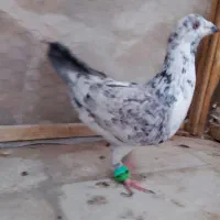 کبوتر|پرنده|سبزوار, ابوریحان|دیوار