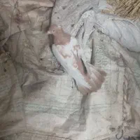 سینه ای|پرنده|شوشتر, |دیوار