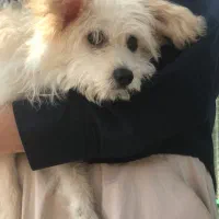 واگذاری رایگان پودل مالتیز|سگ|تهران, تهرانسر مرکزی|دیوار
