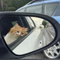 لتکس