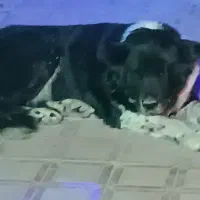 واگذاری سگ قدرجونی|سگ|ابریشم, |دیوار