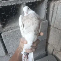 طوقی|پرنده|دهدشت, |دیوار