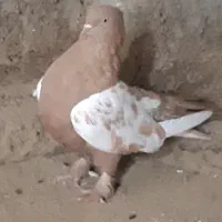 سینه زرد ماده