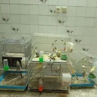 عروس هلندی ۸ عدد با قفس