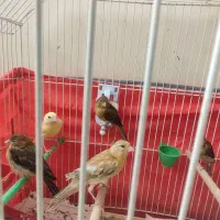 جوجه قناری سرخ|پرنده|شیراز, سفیرشمالی|دیوار